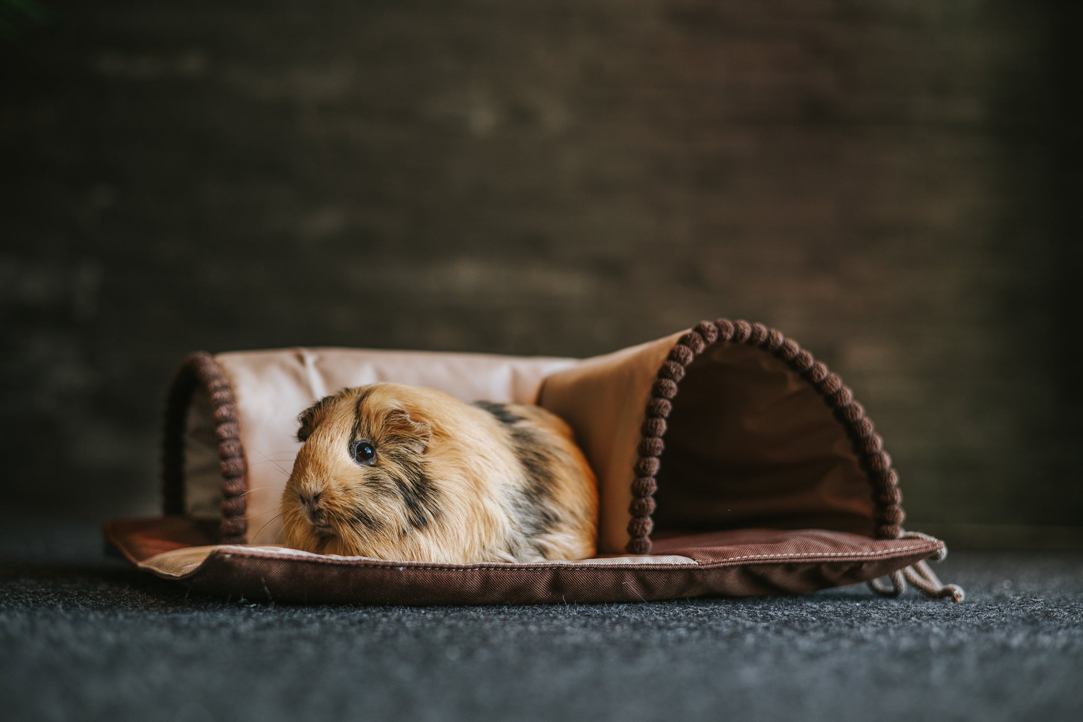 Tunnel für Nagetiere aus Oxford