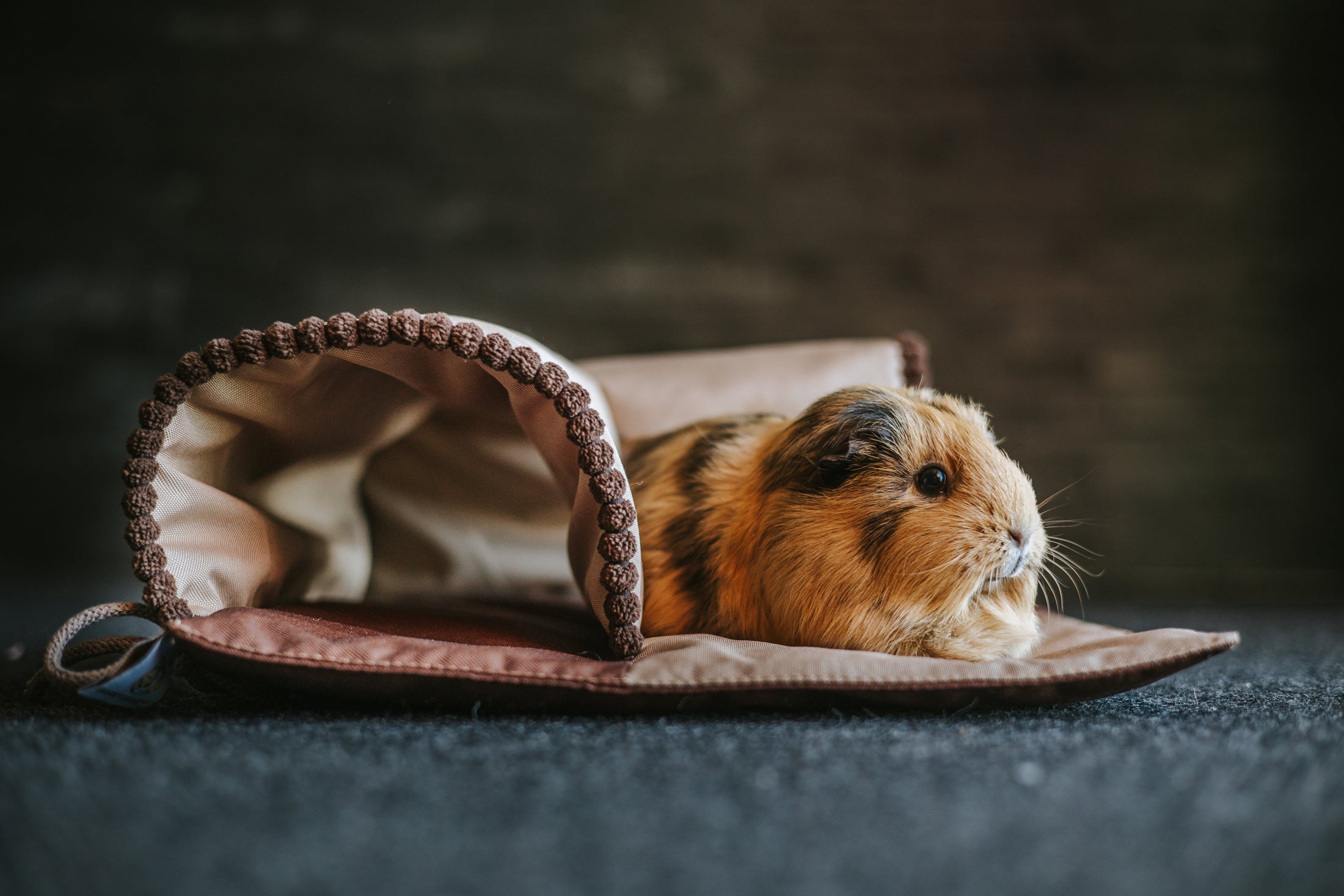 Tunnel für Nagetiere aus Oxford